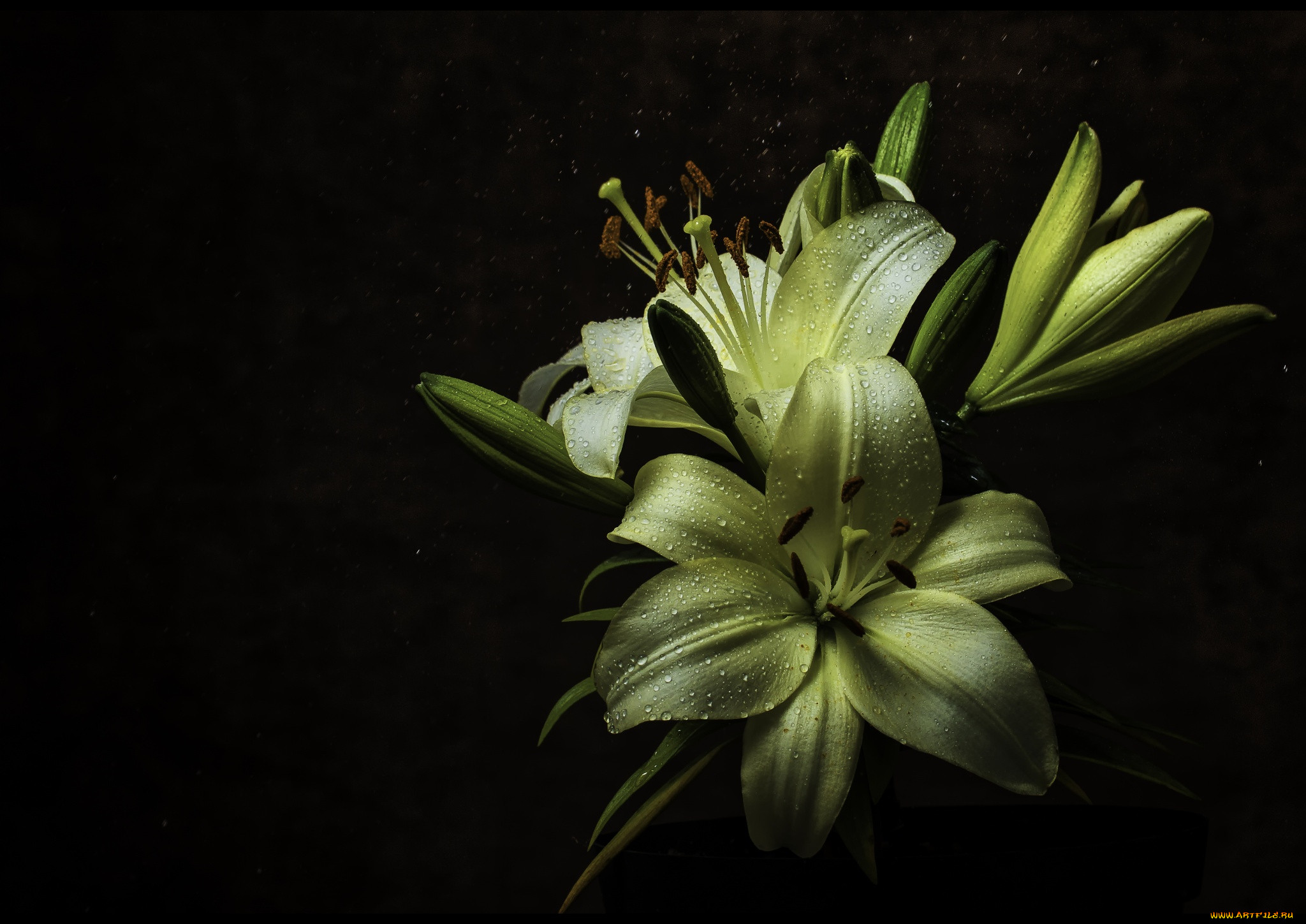 , ,  , dew, wayne, gaylard, , , rain, , , , macro, lilium, harare, flower, , zimbabwe, yellow